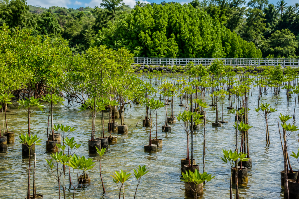 Ecosystem Restoration